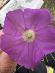 Ipomoea capillacea