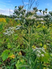 Eupatorium altissimum
