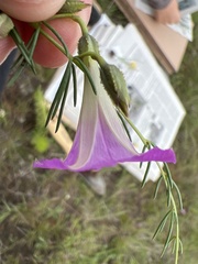 Ipomoea capillacea