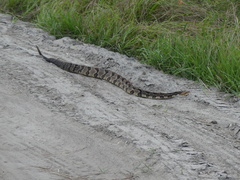 Crotalus horridus