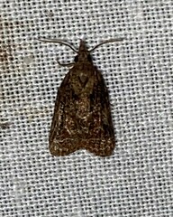 Platynota idaeusalis