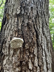 Fomes excavatus