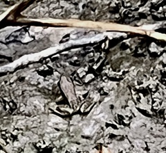 Lithobates clamitans