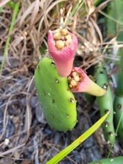 Opuntia stricta