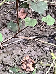 Lithobates clamitans