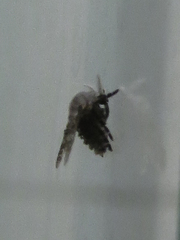 Psychodinae
