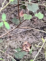 Lithobates clamitans