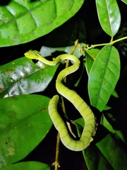 Trimeresurus sumatranus