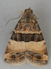 Pseudozarba bipartita