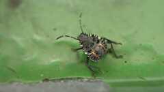 Halyomorpha halys
