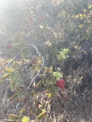 Rosa californica