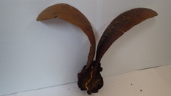 Dipterocarpus grandiflorus