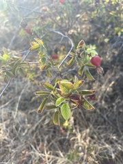 Rosa californica