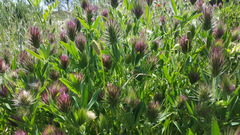 Trifolium dasyurum