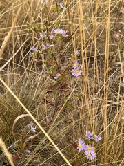 Symphyotrichum ascendens