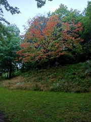 Acer