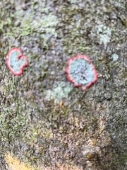 Herpothallon