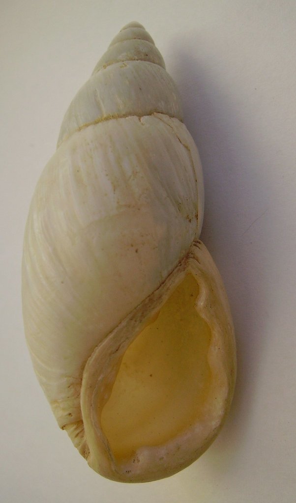 Maoristylus