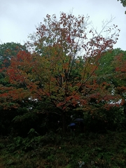 Acer