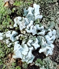 Physcia millegrana