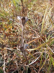 Hemerocallis minor