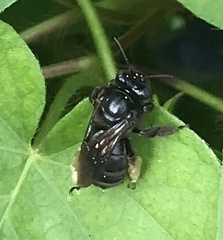 Melissodes bimaculatus