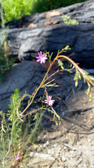 Epilobium brachycarpum