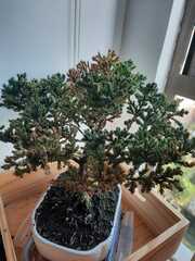 Juniperus coahuilensis