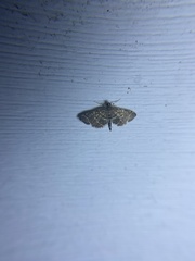 Anageshna primordialis