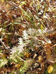 Artemisia tanacetifolia