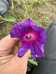 Ipomoea decasperma