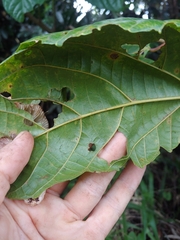 Alchornea latifolia