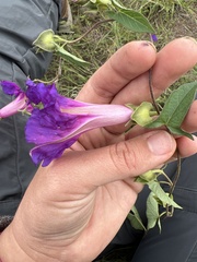 Ipomoea decasperma
