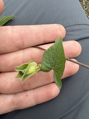Ipomoea decasperma