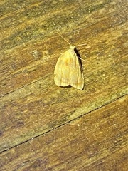 Acleris curvalana