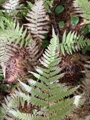 Athyrium