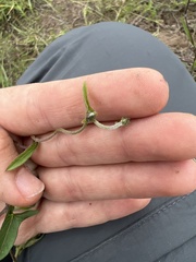 Ipomoea decasperma