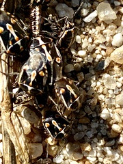 Bagrada hilaris