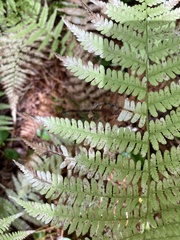 Athyrium