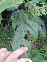 Alchornea latifolia