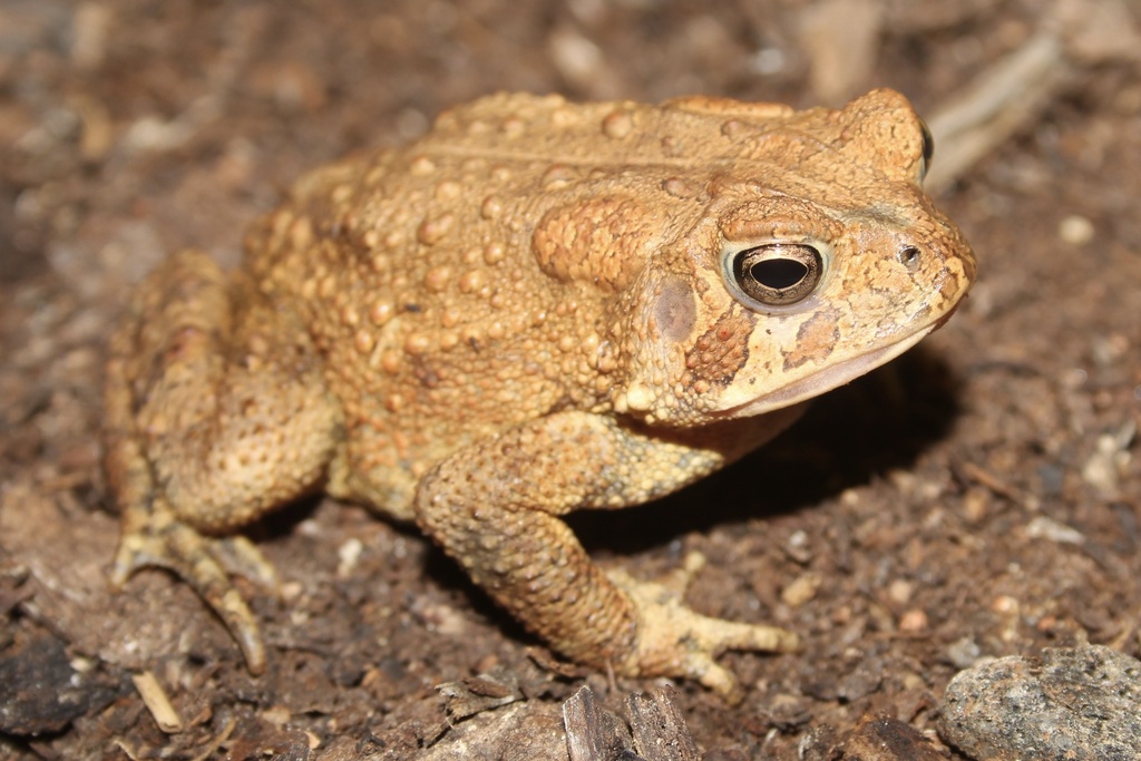 Anaxyrus americanus × fowleri