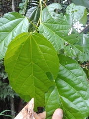 Alchornea latifolia