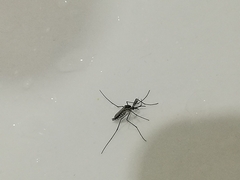 Aedes