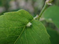 Blaesodiplosis