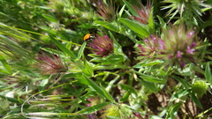 Trifolium dasyurum