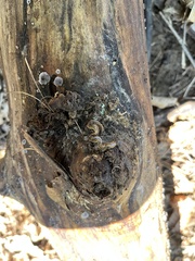 Bipalium pennsylvanicum