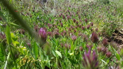 Trifolium dasyurum
