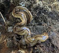 Bipalium pennsylvanicum