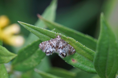 Petrophila fulicalis