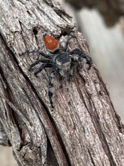 Phidippus adumbratus